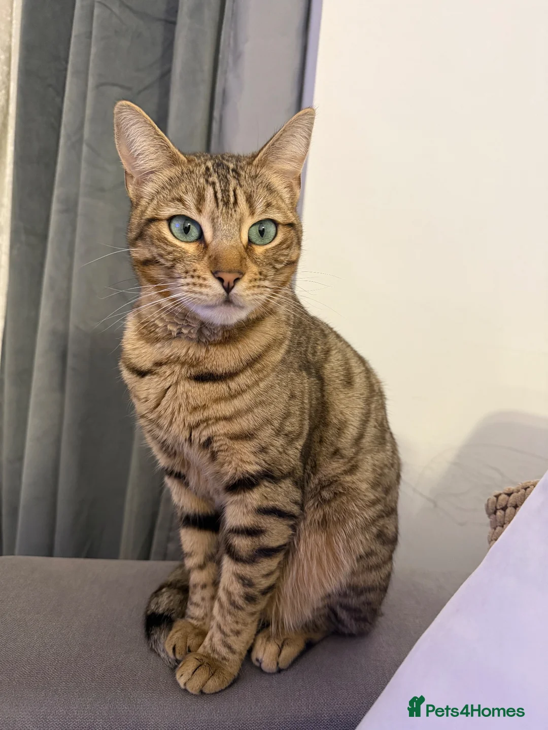 Mixed Breed cats for sale: 🐾 Beautiful 3-Year-Old Bengal Cat ❤️ - Advert 5