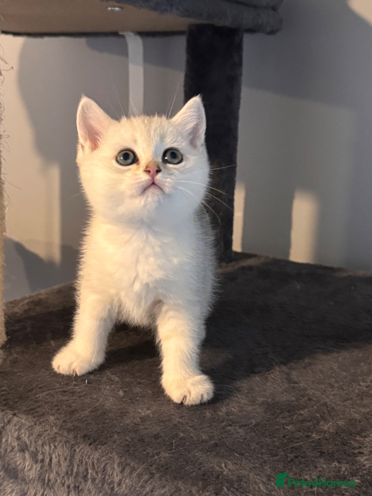British Shorthair cats 3 Gorgeous White & Golden Shorthair Boys 🐾 - Advert 2