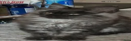 Maine Coon cats for sale: 3 Beautiful russian mainecoon left  - Advert 5