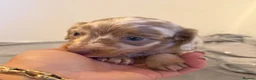 Miniature Dachshund dogs for sale: LONG HAIRED MINIATURE RUSSIAN DACHSHUNDS  - Advert 18