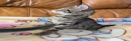 Bengal cats for sale: Adorable friendly Bengal kittens ready now!! - Advert 23
