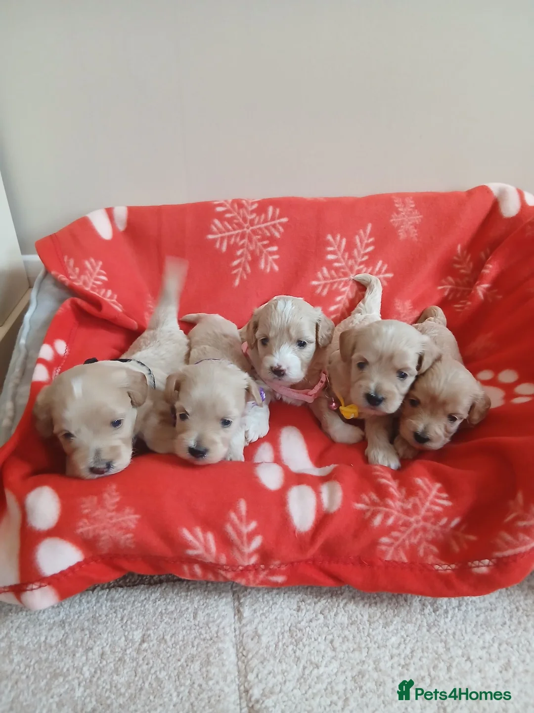 Maltipoo dogs for sale: Gorgeous maltipoos - Advert 2