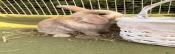 Mini Lop rabbits for sale: *Mini Lop Babies  - Advert 33
