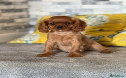 Cavalier King Charles Spaniel dogs for sale:  Gorgeous litter of ruby and black and tan  - Image 3