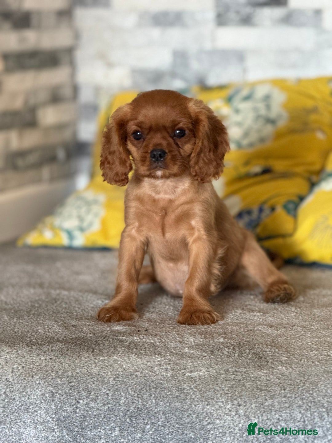Cavalier King Charles Spaniel dogs for sale:  Gorgeous litter of ruby and black and tan  - Image 3