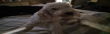 Cockapoo 2