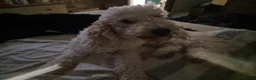 Cockapoo dogs for sale: Coming soon in Blackpool - Advert 2