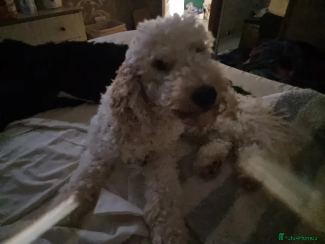Cockapoo dogs for sale: Coming soon in Blackpool - Advert 2