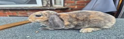 Mini Lop rabbits for sale: ❤️  Stunning plush lops ❤️  - Advert 6