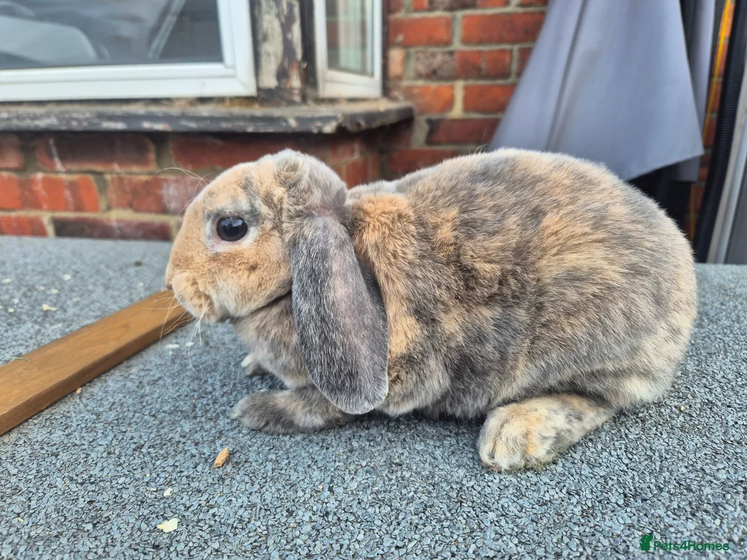 Mini Lop rabbits for sale: ❤️  Stunning plush lops ❤️  - Advert 6