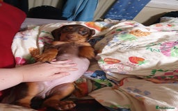 Dachshund dogs for sale:  11 week old Diva female Dachound - Image 15