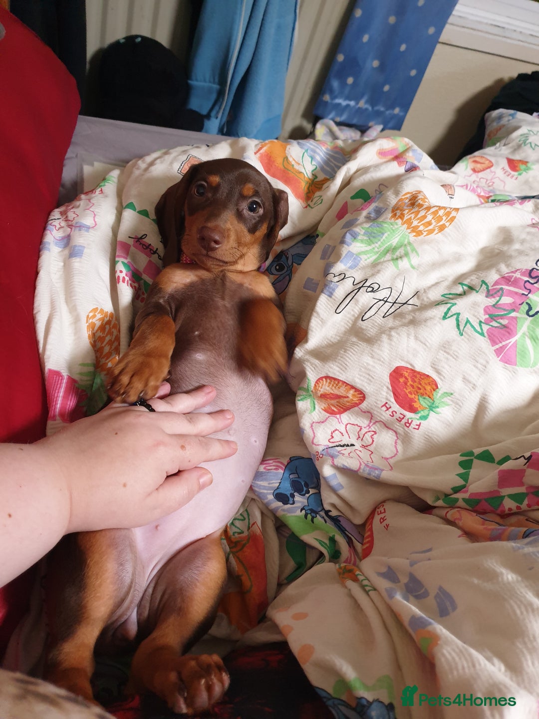 Dachshund dogs for sale:  11 week old Diva female Dachound - Image 15