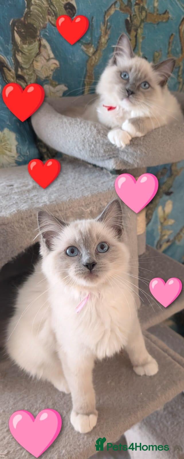 Ragdoll cats ❤️3 BEAUTIFUL BLUE POINT MITTED RAGDOLLS LEFT - Advert 1