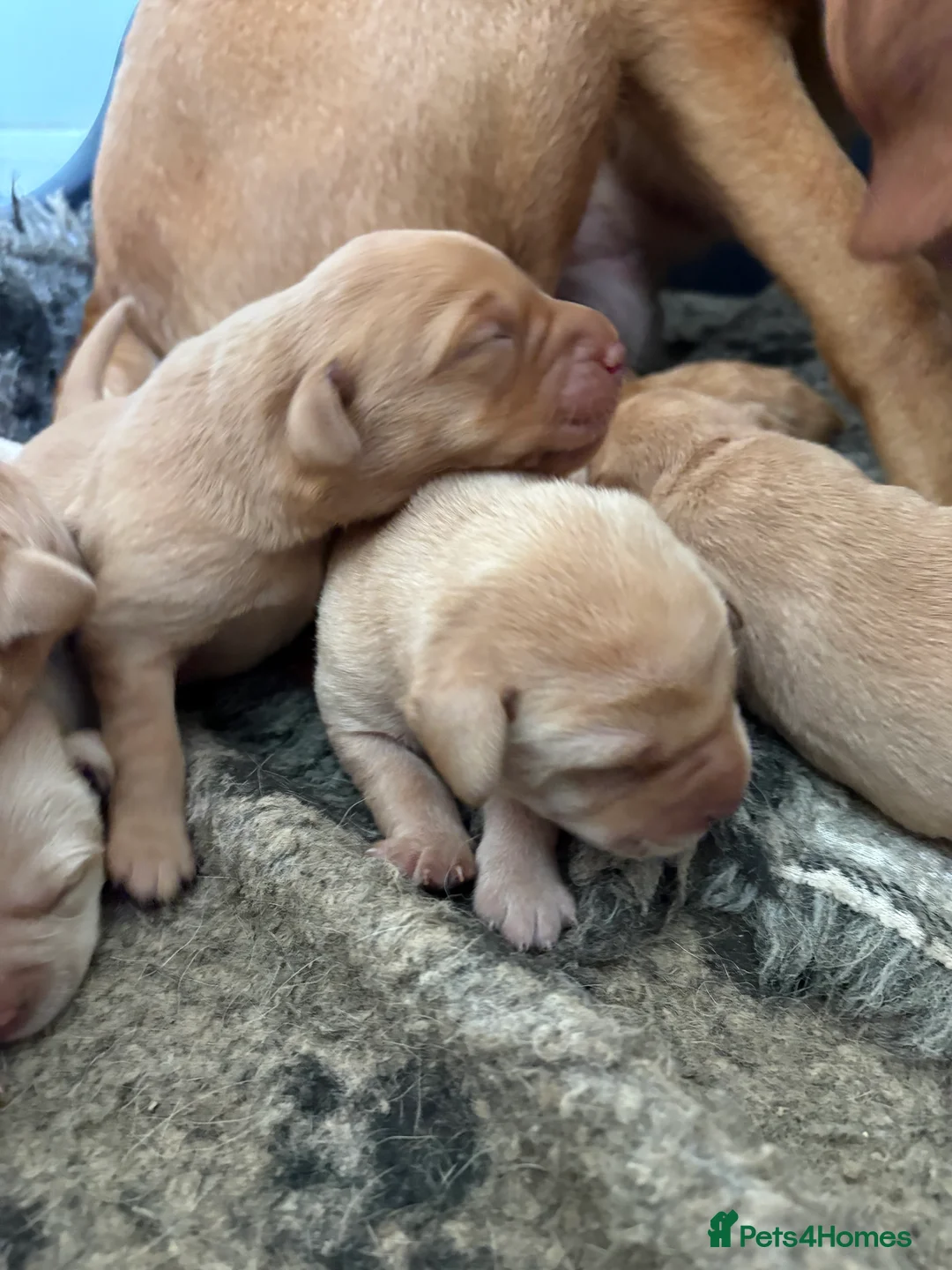 Labrador Retriever dogs for sale: Beautiful Fox Red Pedigree Labradors - Advert 5
