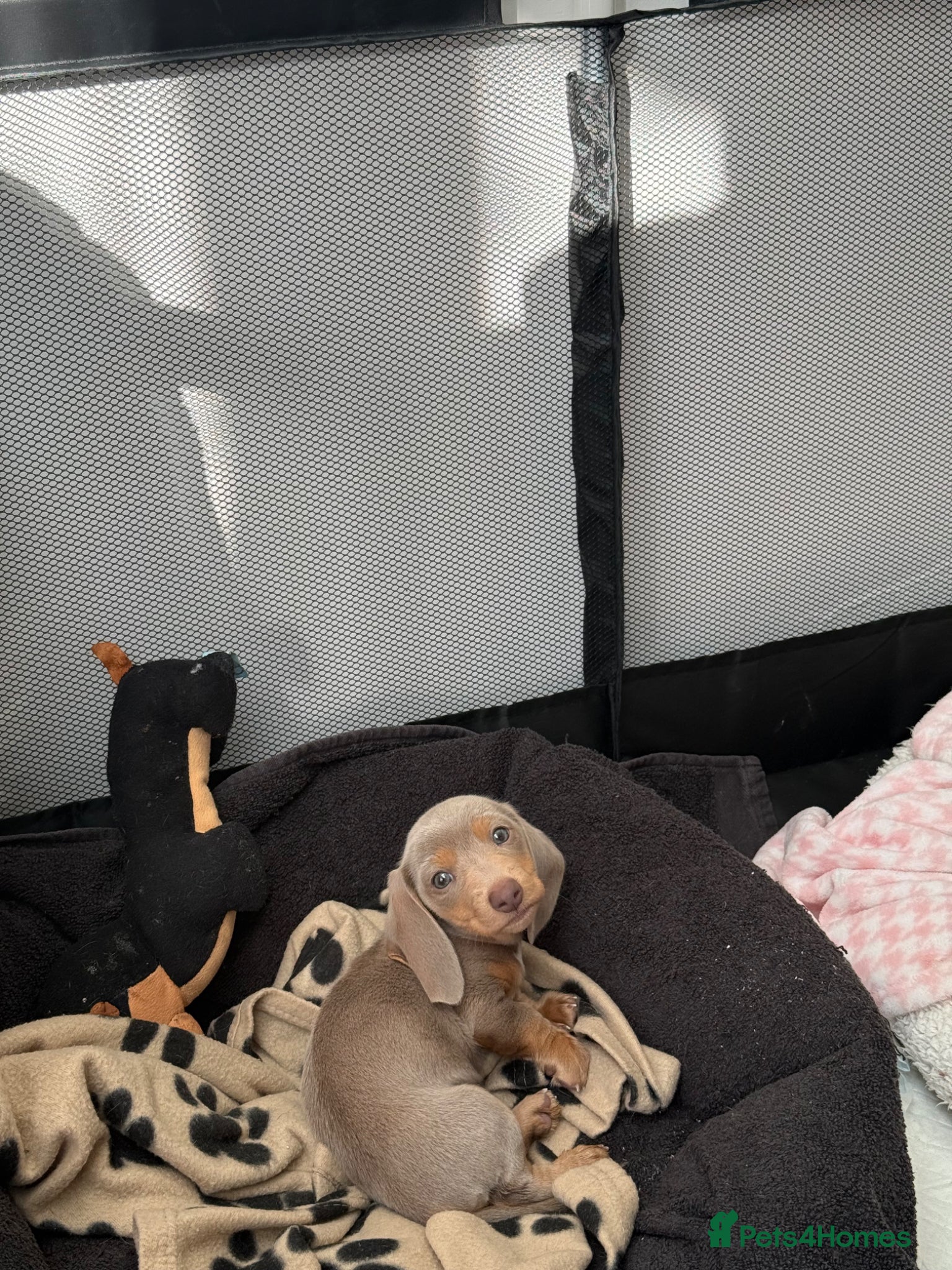 Miniature Dachshund dogs for sale: Miniature Dachshund Pups - Advert 1