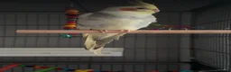 Cockatiels birds for sale: 2 male cockatiels for sale  in Chester - Advert 5