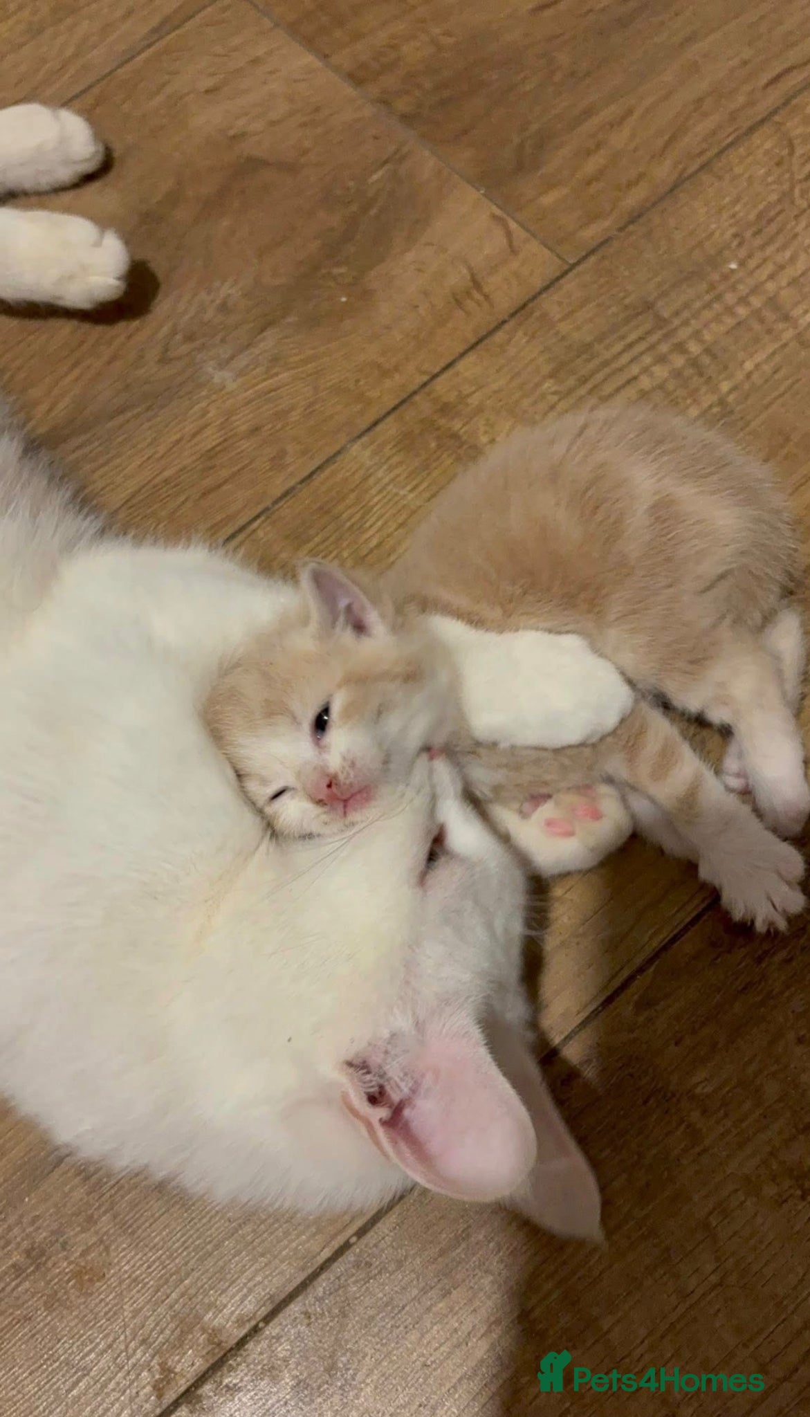 Mixed Breed cats 13 week ginger male kitten  - Advert 2