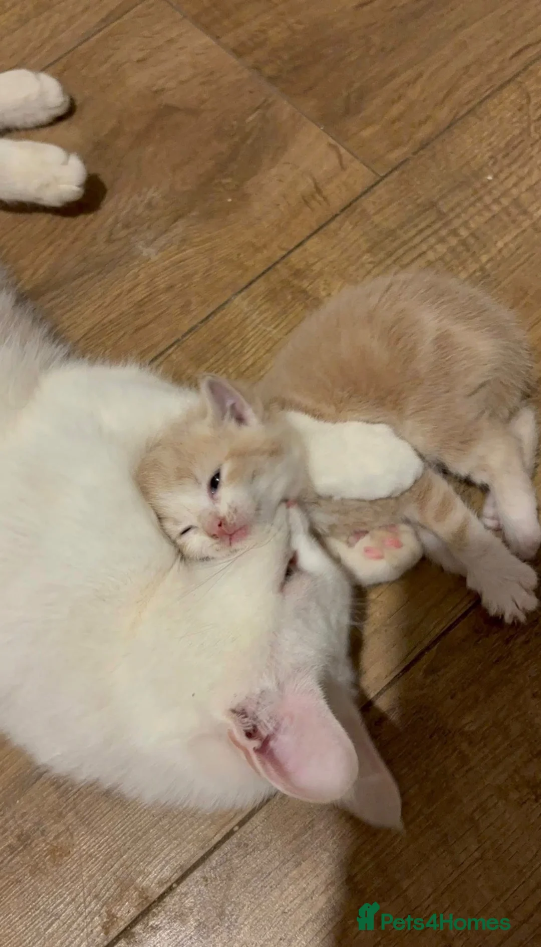 Mixed Breed cats for sale: 13 week ginger male kitten  in Mansfield - Advert 1