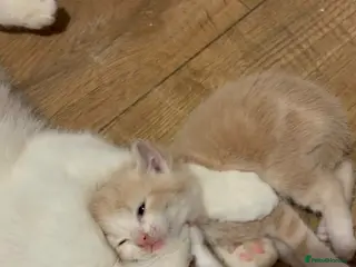 Mixed Breed cats 13 week ginger male kitten - Advert 2