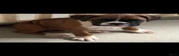 Boxer dogs for sale: Beutiful litter of boxer puppies  - Advert 15