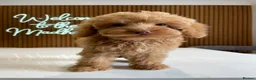 Cockapoo dogs for sale: F1B Cockapoo Pups - Ready to leave now!! - Advert 26