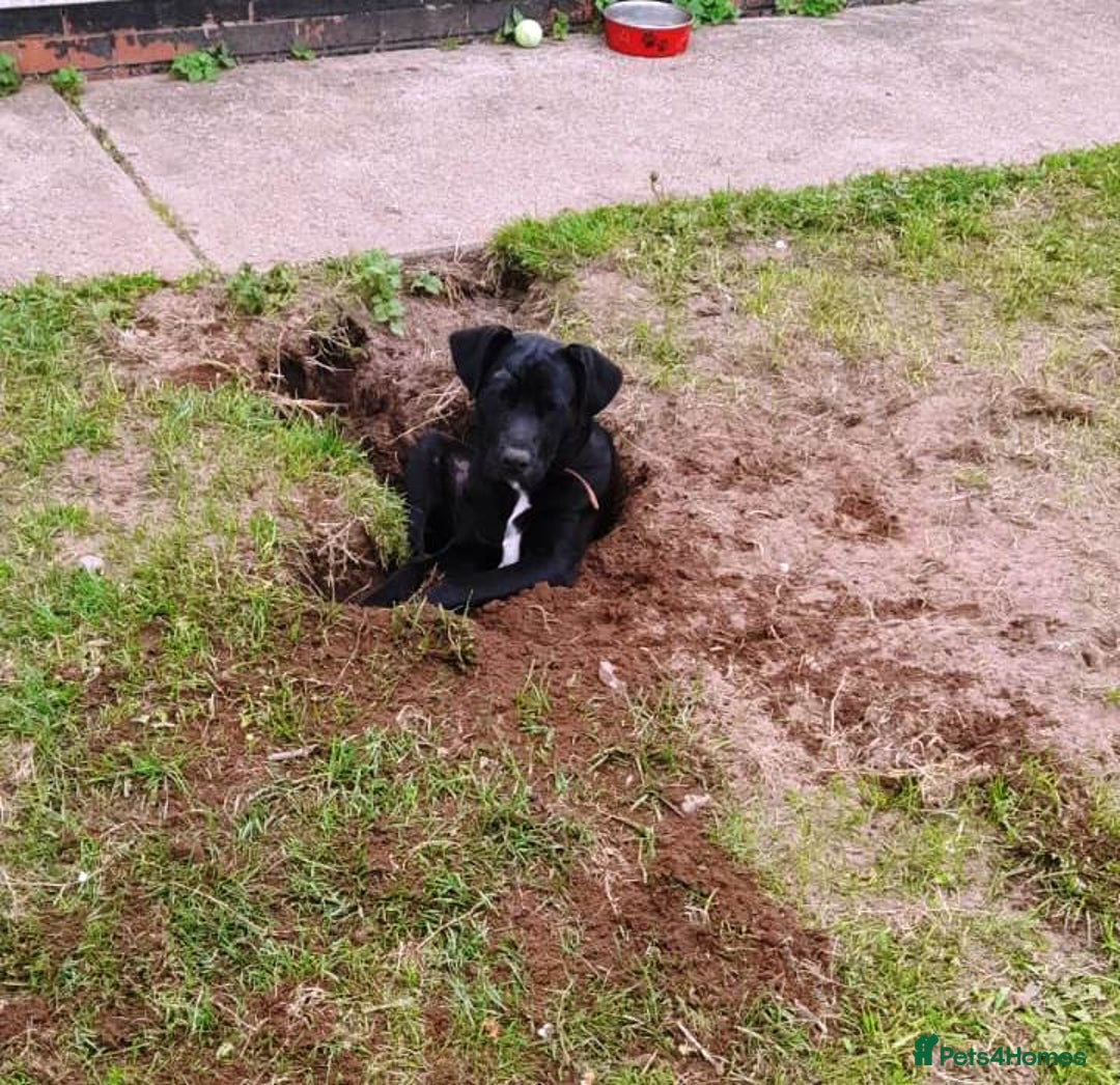 Mixed Breed dogs for adoption: SHEAMUS - a handsome boy for an experienced Owner - Image 29