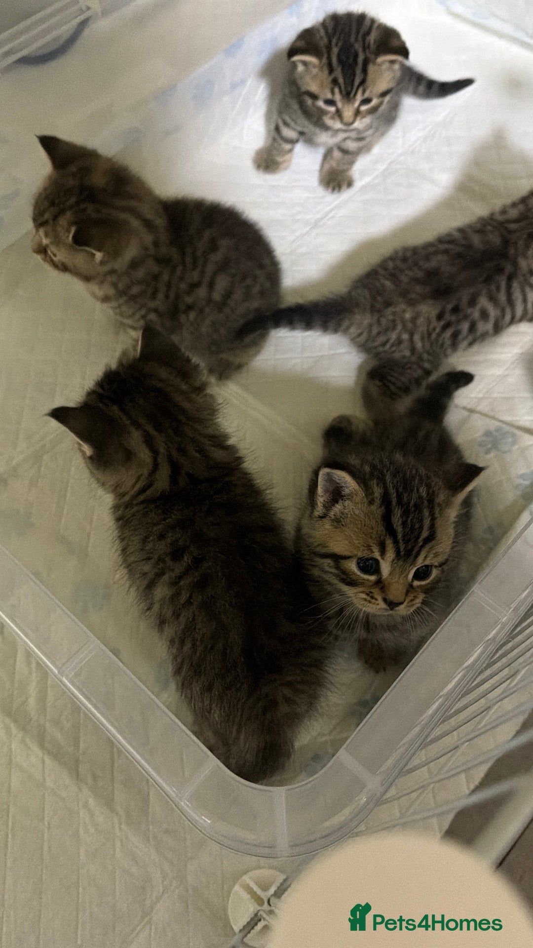 British Shorthair cats for sale: British Shorthair  - Advert 2