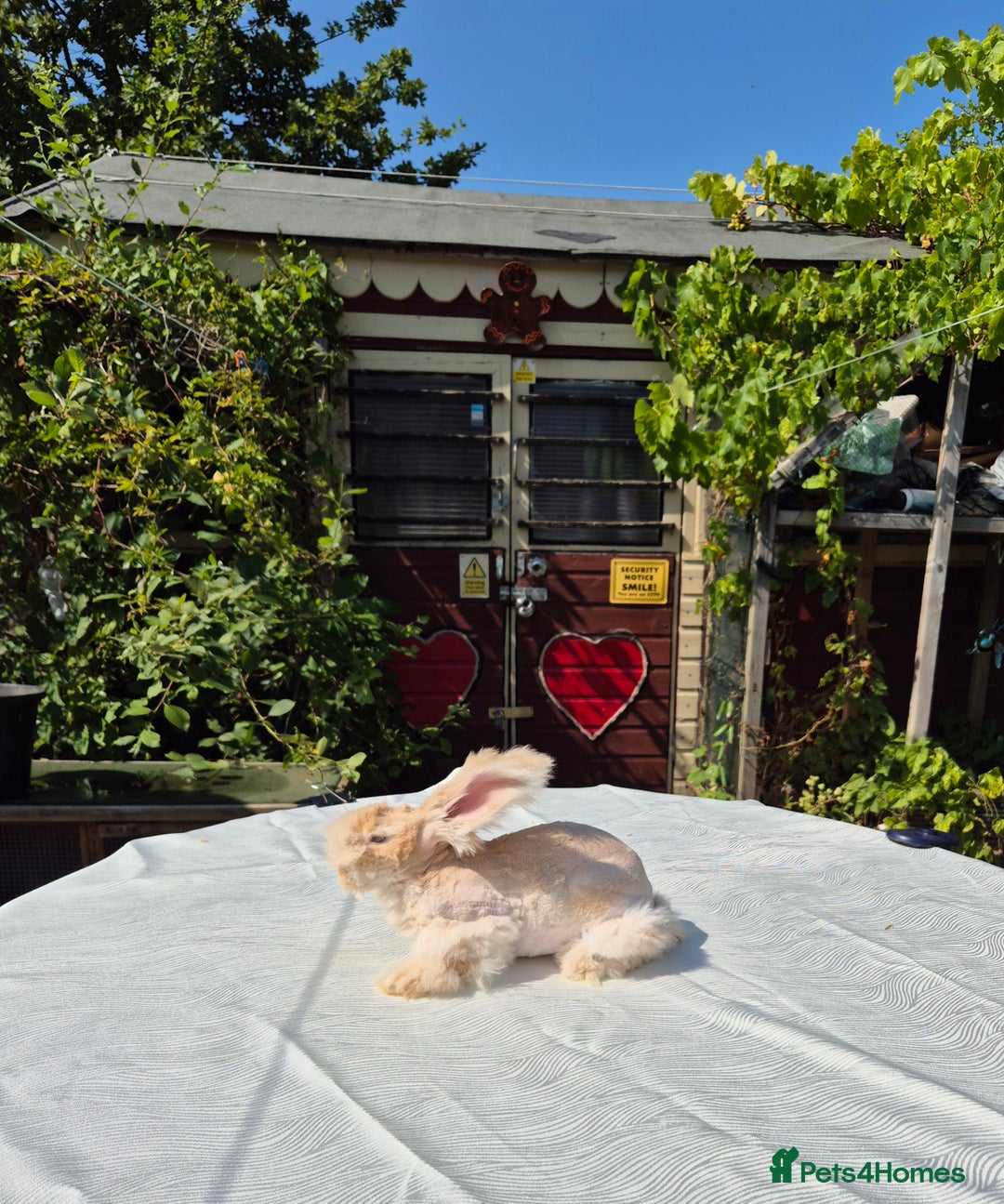 Angora rabbits for sale: Gorgeous Pedigree Full Faced Angora  - Image 6