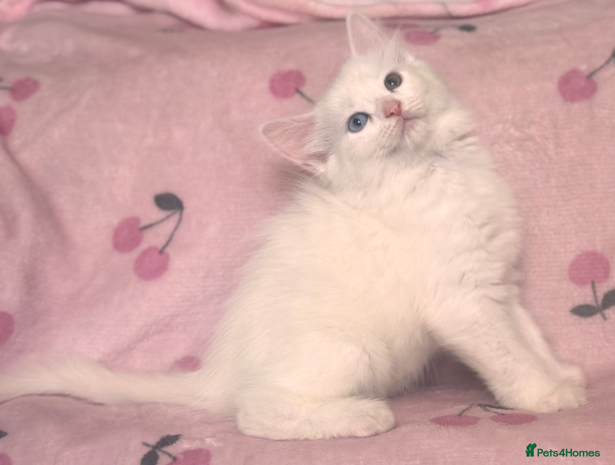 Mixed Breed cats 4 stunning white kittens for sale - Advert 1