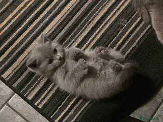 British Shorthair cats Litter of 6 - Advert 12