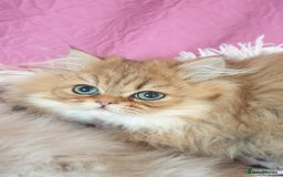 Persian cats for sale: 💖Beautiful Pedigree Chinchilla Persian Kittens. - Advert 13