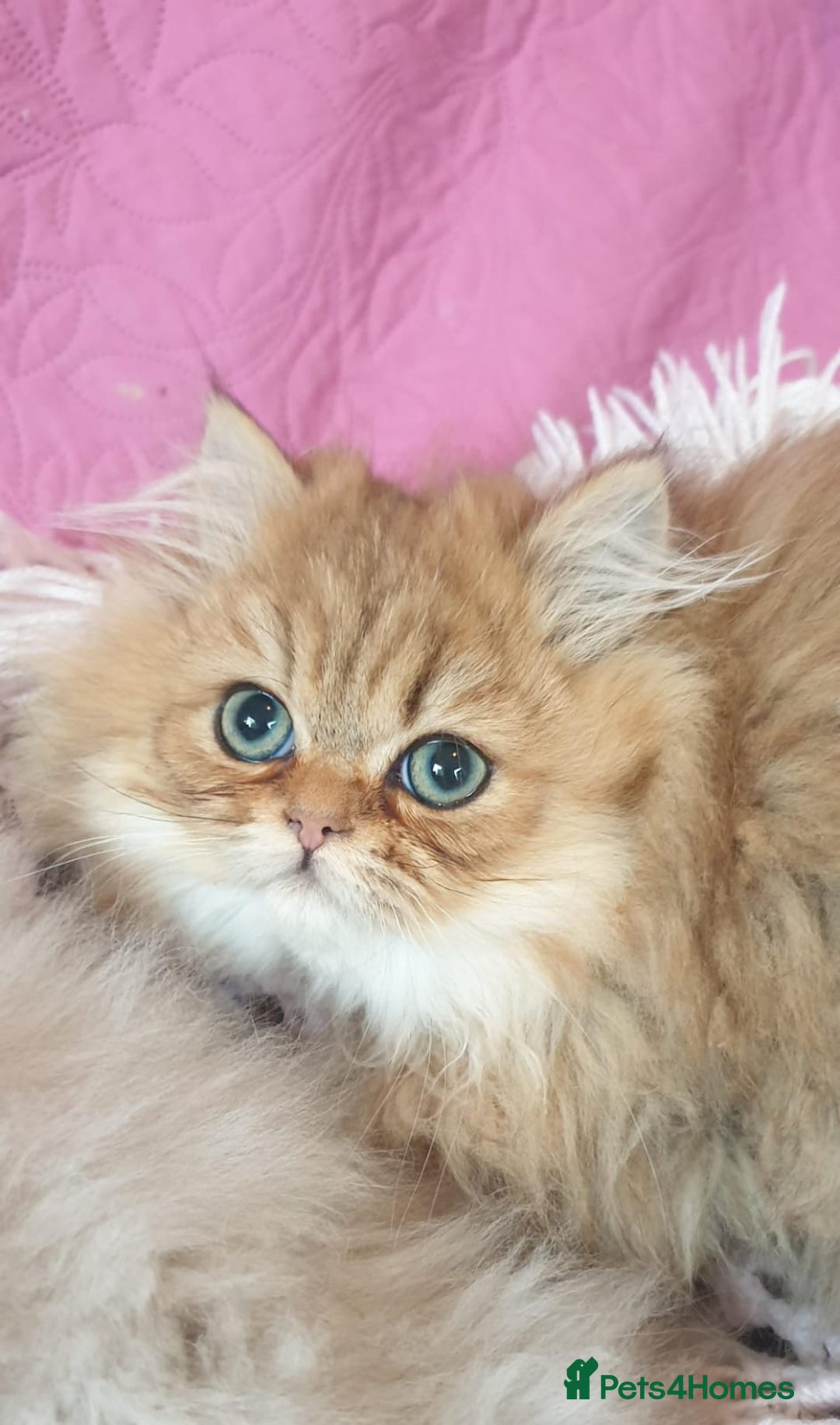 Persian cats for sale: 💖Beautiful Pedigree Chinchilla Persian Kittens. - Advert 13