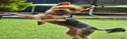 Yorkshire Terrier dogs for sale: Oliver  - Advert 6