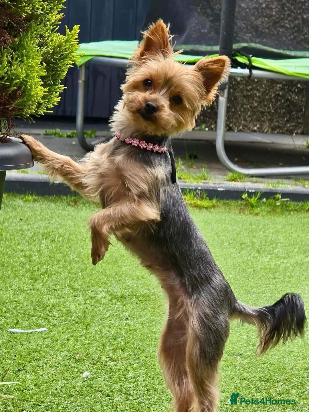 Yorkshire Terrier dogs for sale: Oliver  - Advert 6