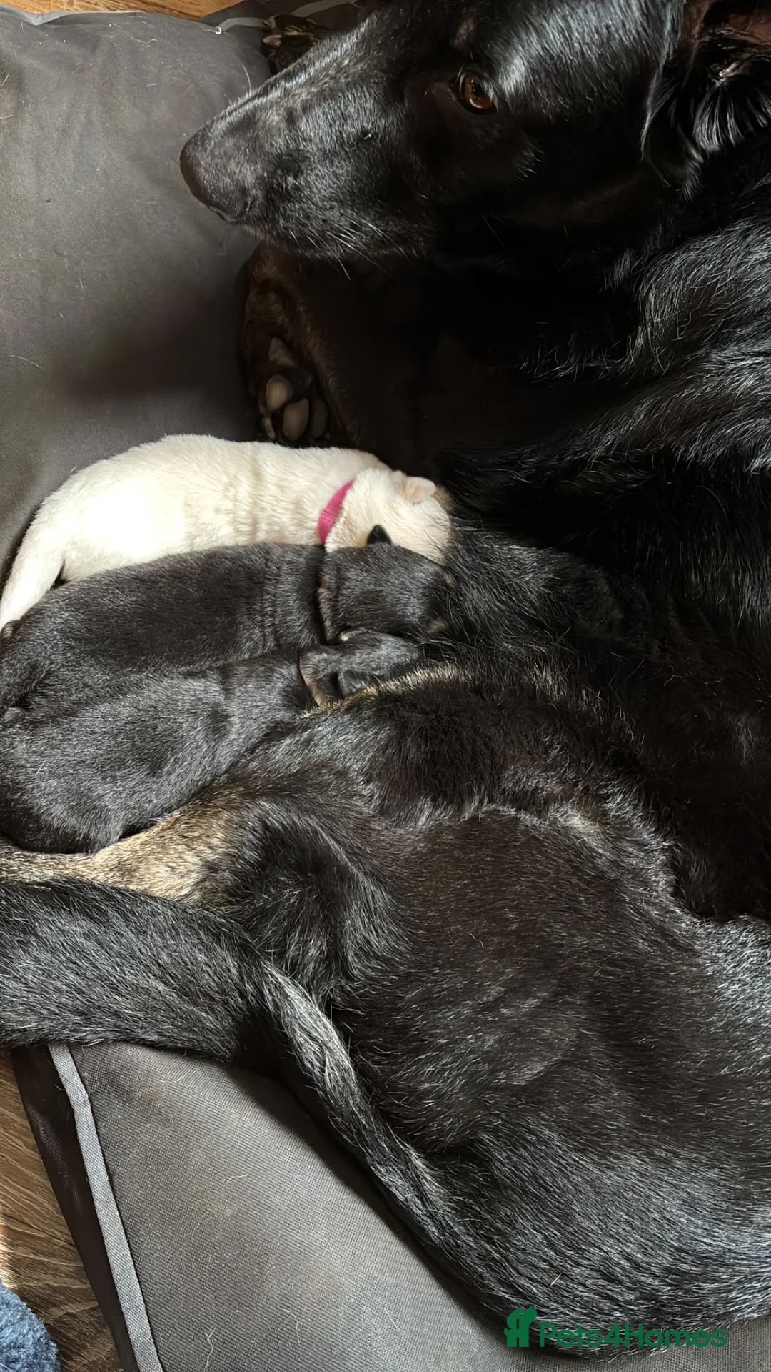 German Shepherd dogs for sale: Beautiful German shepherd puppies.  in Preston - Advert 7