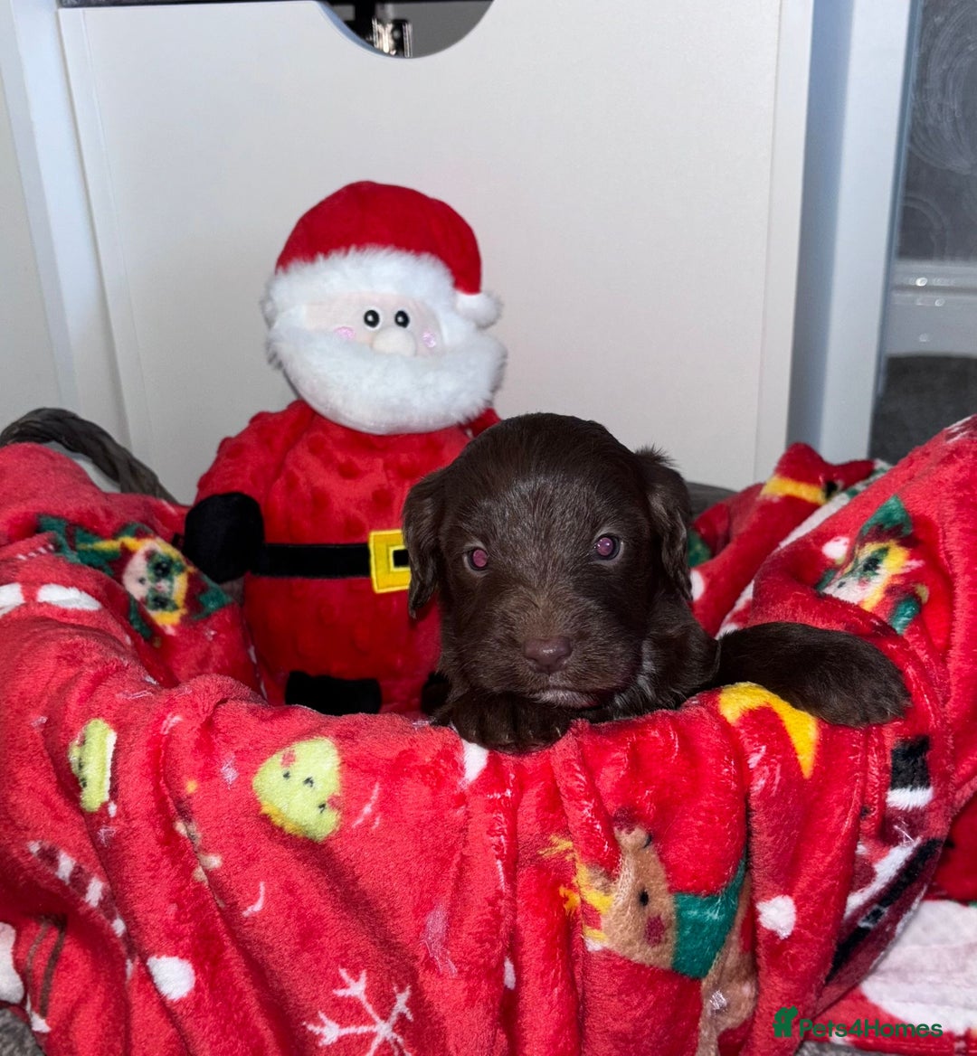 Cockapoo dogs for sale: 3 remaining Adorable cockapoo puppies  - Advert 17