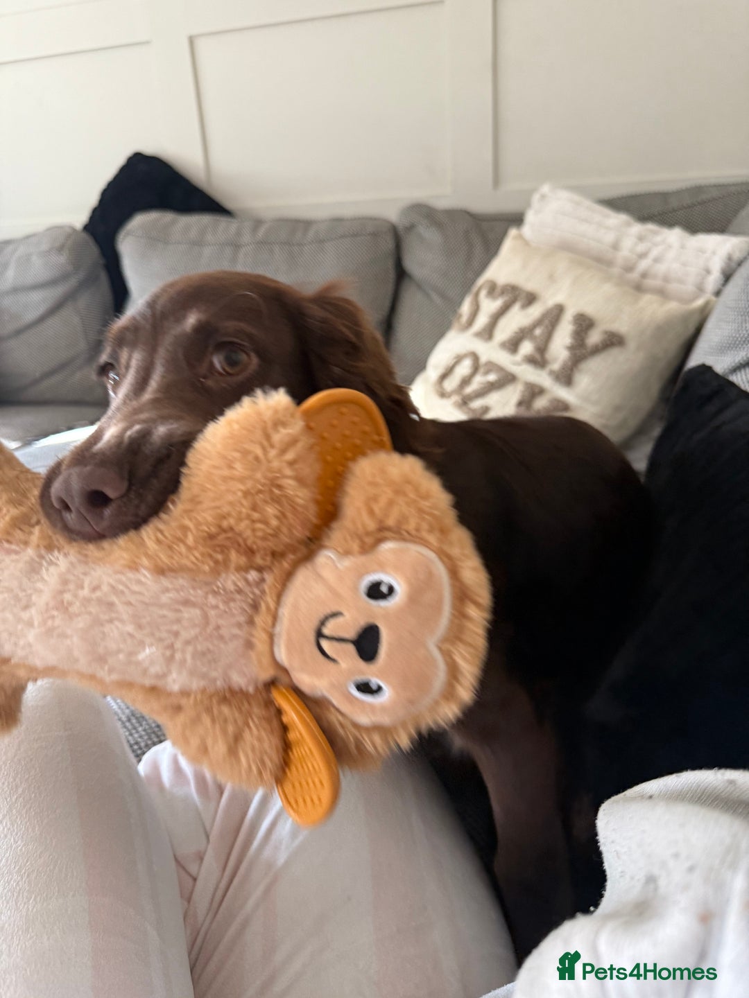 Cocker Spaniel dogs for sale: Cocker Spaniel Puppy - Advert 3