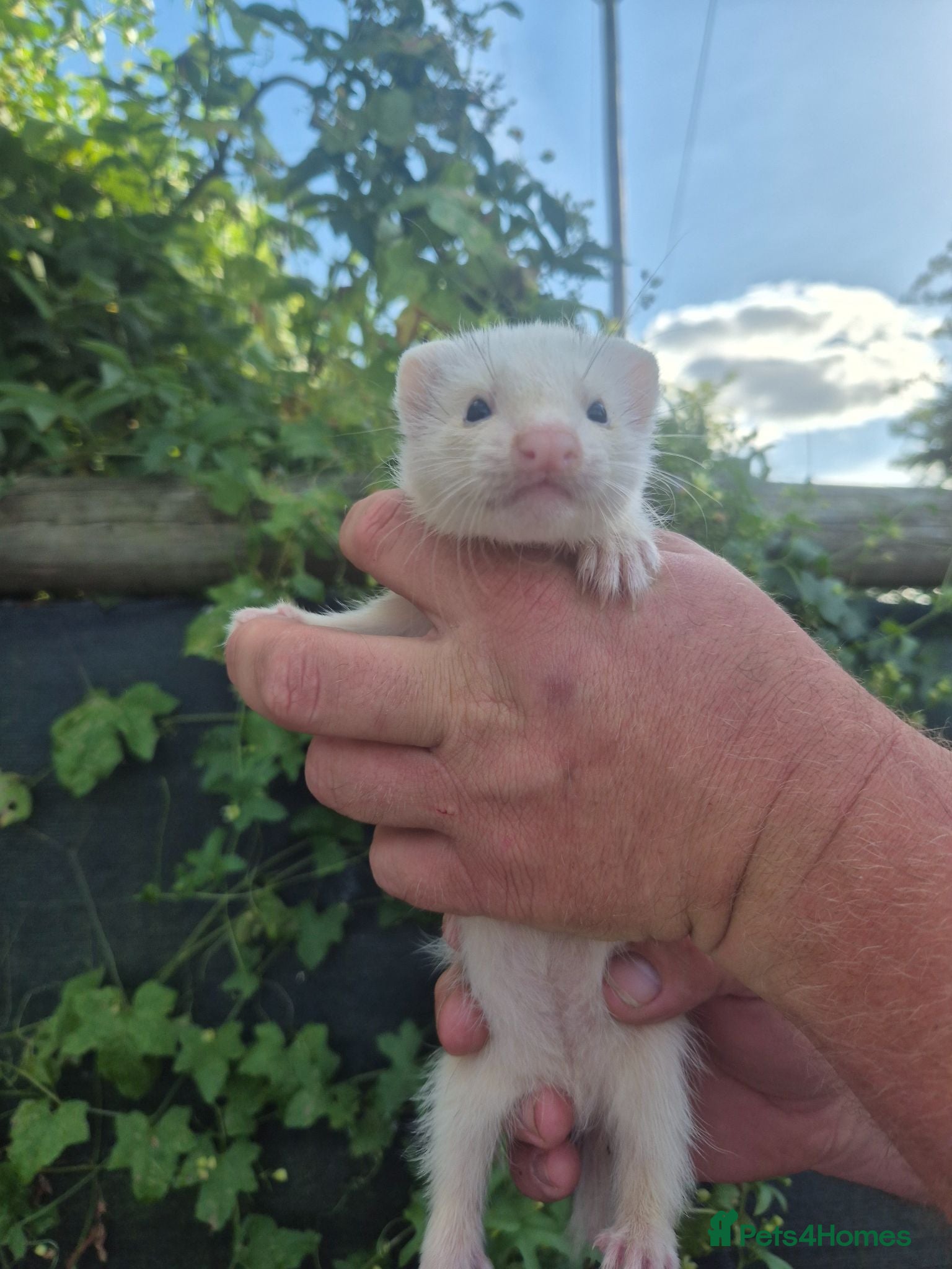 Ferret rodents 💚 Adorable well handled baby ferrets available 💚 - Advert 1