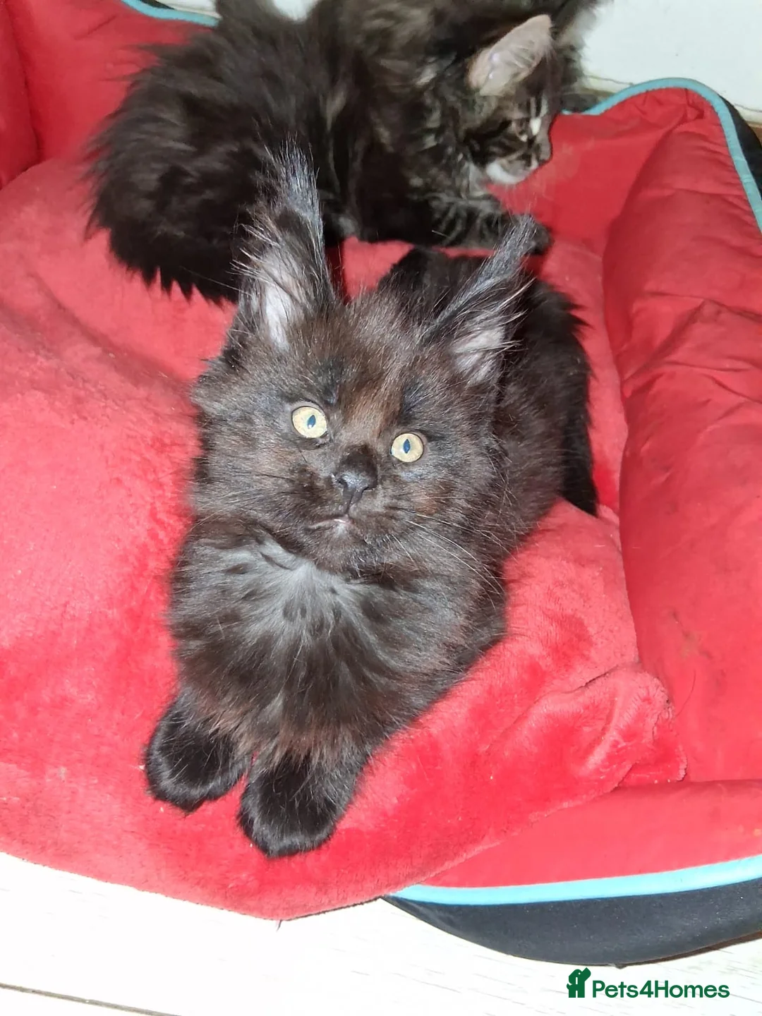 Maine Coon cats for sale: Pedigree Maine coon - Advert 2