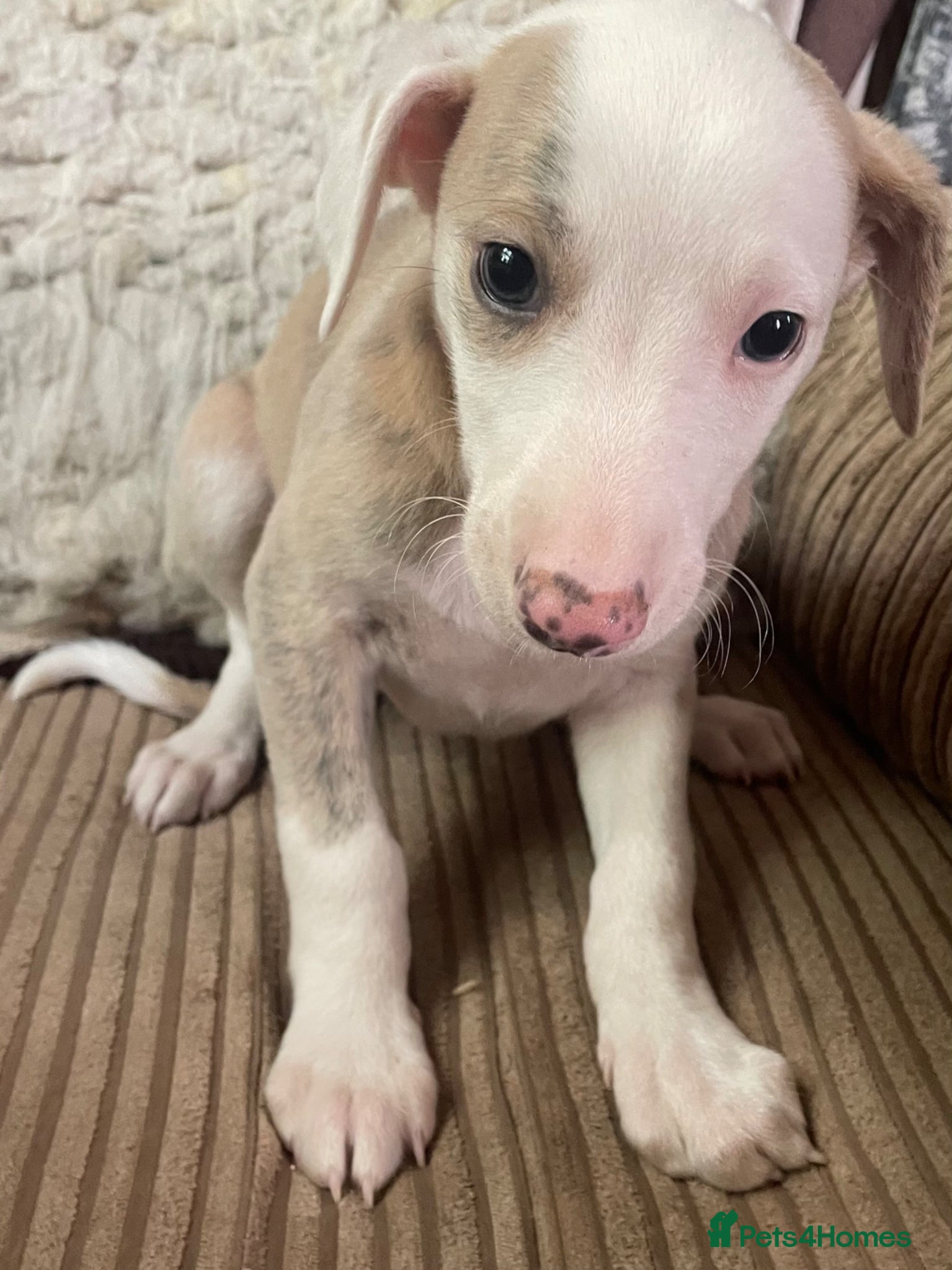 Whippet dogs Fabulous Whippet Puppies Only 3 left!! - Advert 2