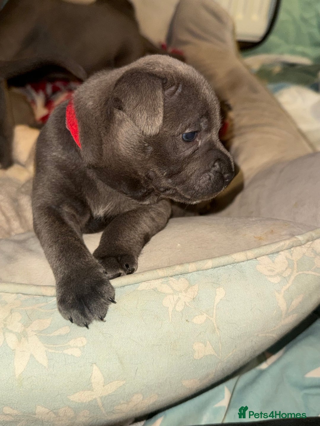 Staffordshire Bull Terrier dogs for sale: KC Registered Exceptional Blue Staffies - Advert 32