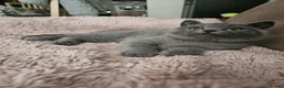 British Shorthair cats for sale: British Shorthair chunky girl - Advert 18