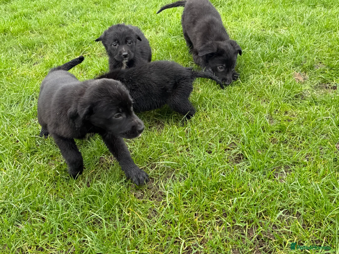 Borador dogs for sale: Fabulous vaccinated Collie x Labs  - Advert 8