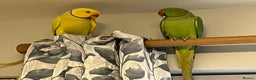 Ringnecks birds for sale: Breeding pair of Indian Ringnecks  - Advert 1