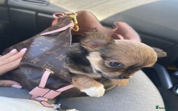 Chihuahua dogs for sale: girl chihuahua pup - Advert 6