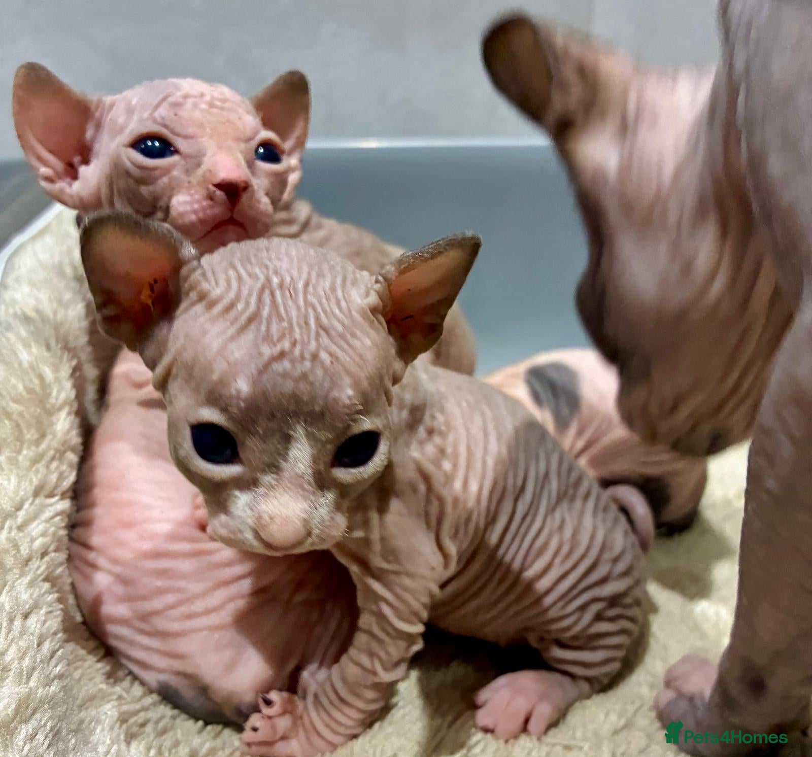 Sphynx cats 2 beautiful sphinx boys - Advert 17