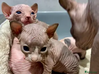 Sphynx cats 2 beautiful sphinx boys - Advert 17