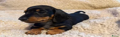 Dachshund 2