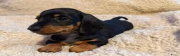 Dachshund dogs for sale: DACHSHUND PUPPIES FOR SALE!!  - Advert 2