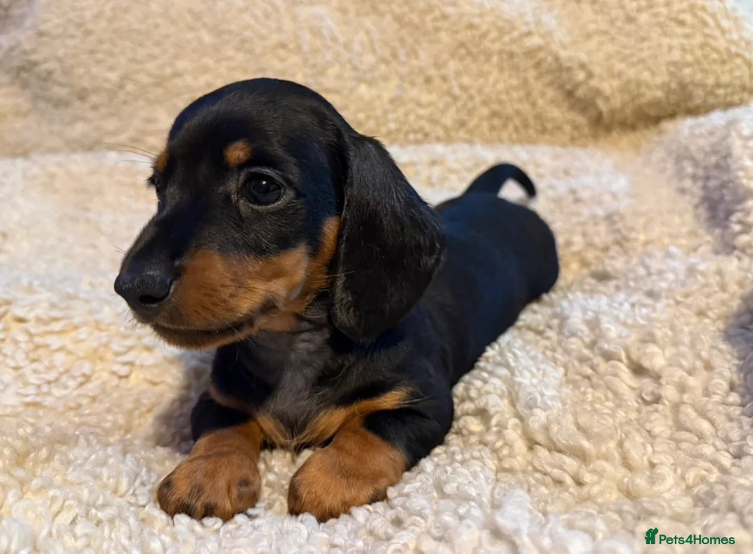 Dachshund dogs for sale: DACHSHUND PUPPIES FOR SALE!!  - Advert 2